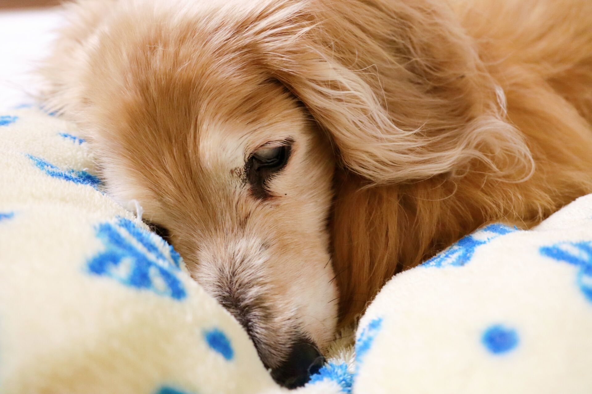 シニア犬