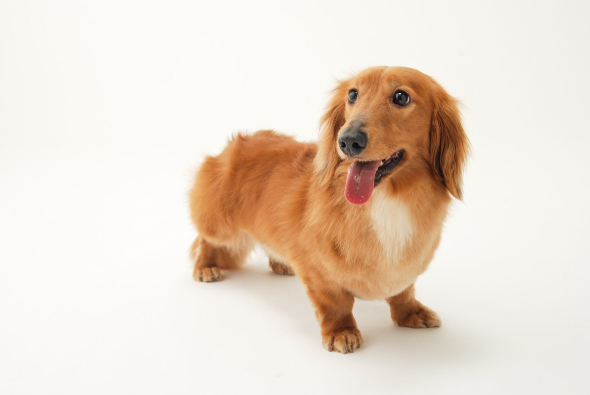 犬